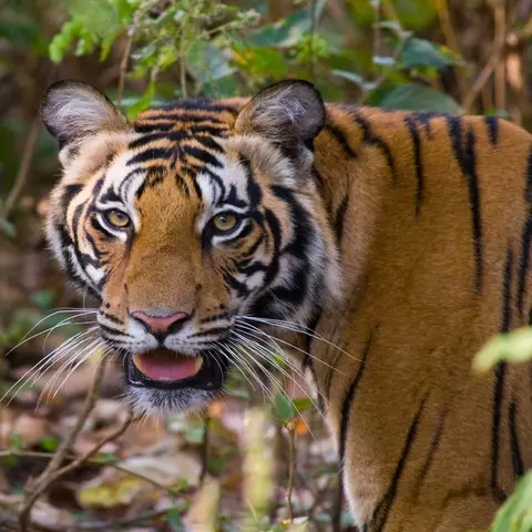 Spot tigers in Bandhavgarh National Park