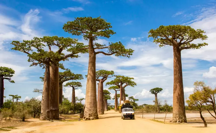 Dinner Beneath the Baobabs