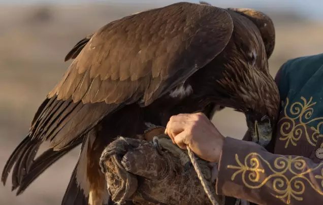 Witness Kyrgyz eagle hunting