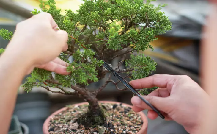 Cultivate a Bonsai Tree