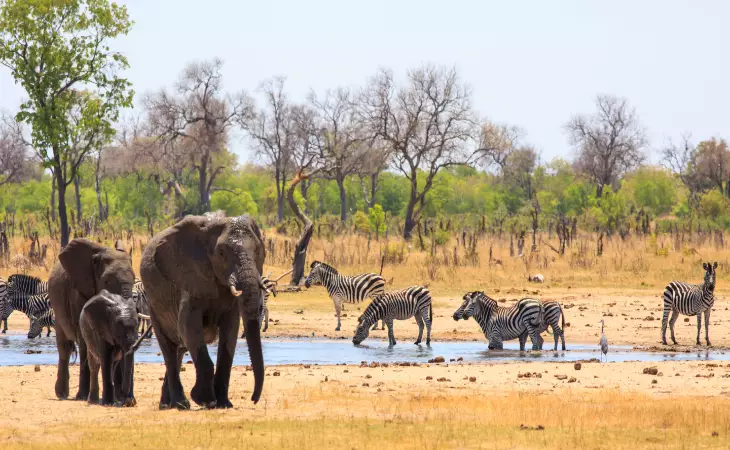Game Drives 