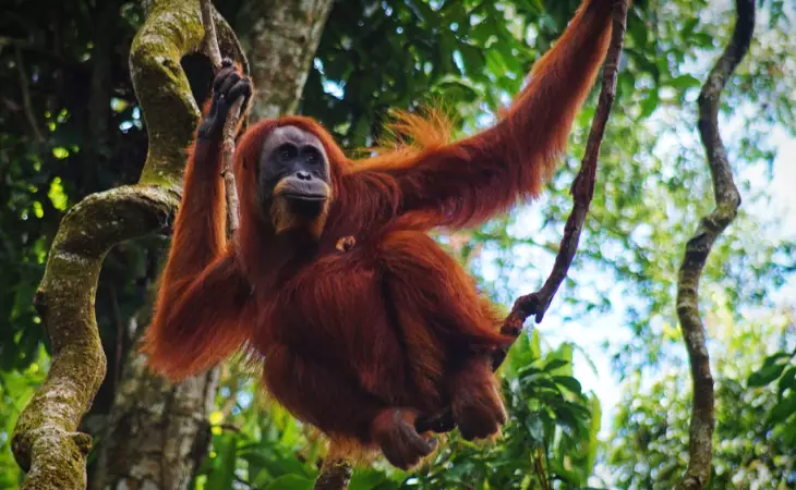 Visit the Sepilok Orangutan Rehabilitation Centre