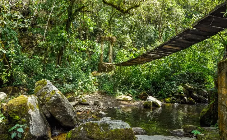Sumatran Rainforest Trek