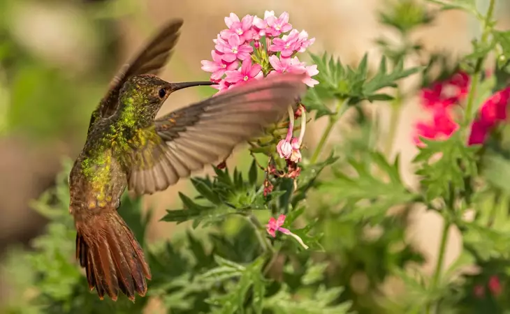 Explore Santuario de Colibries
