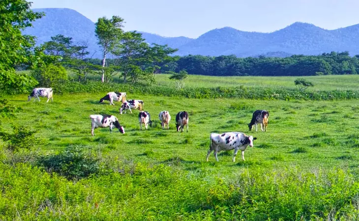 Visit a Hokkaido Dairy Farm