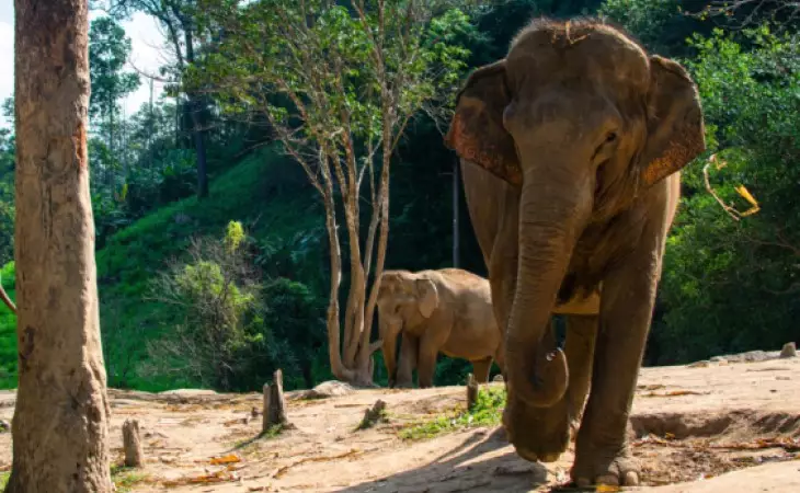 Christmas with Elephants