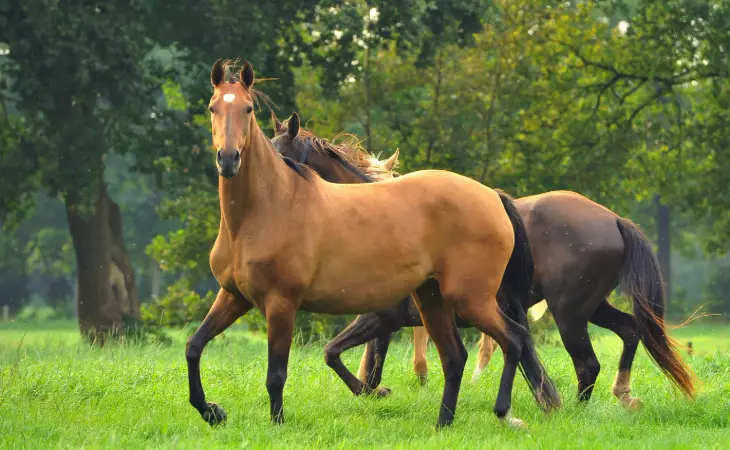 Visit an Akhal Tekes Stud Farm