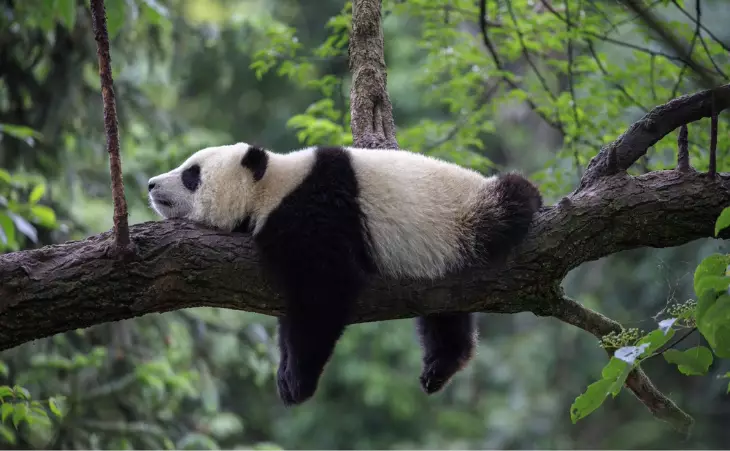 Home of the giant panda
