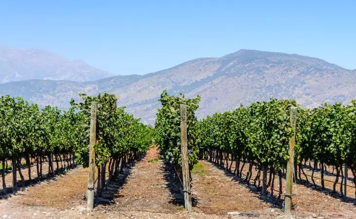 Maipo Valley Wine Tasting 