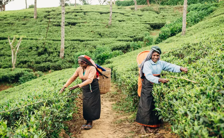 Tea Tasting in the Hills