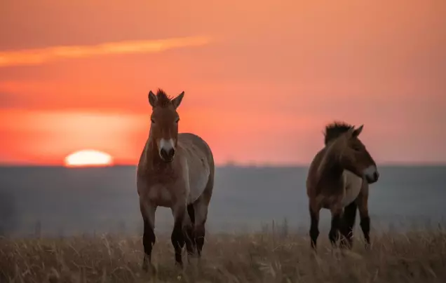 Wild Takhi of Khustai National Park