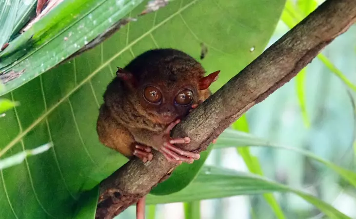 Visit the Philippine Tarsier Sanctuary