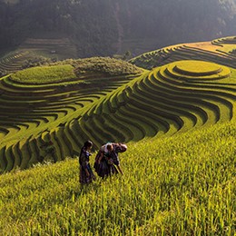 Saba Rice Fields Vietnam Tours | Wendy Wu Tours