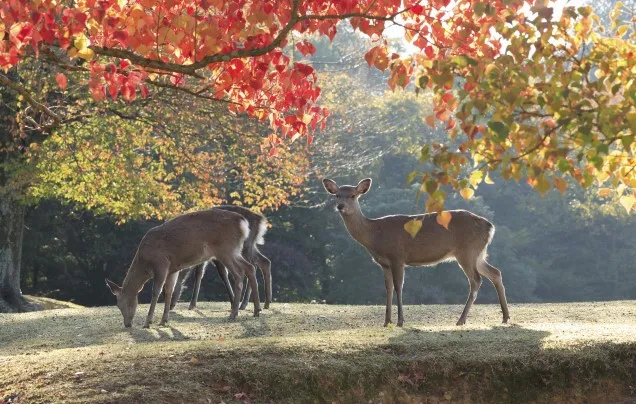 DAY 1: TRAVEL FROM OSAKA TO NARA