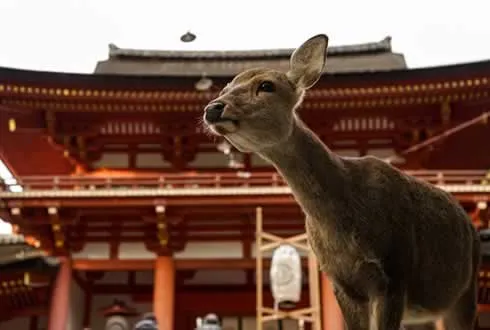Nara Short Stay