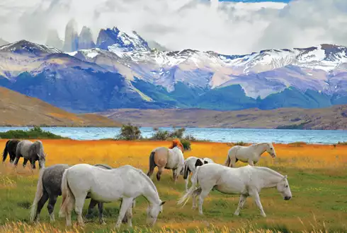 Torres Del Paine Experience