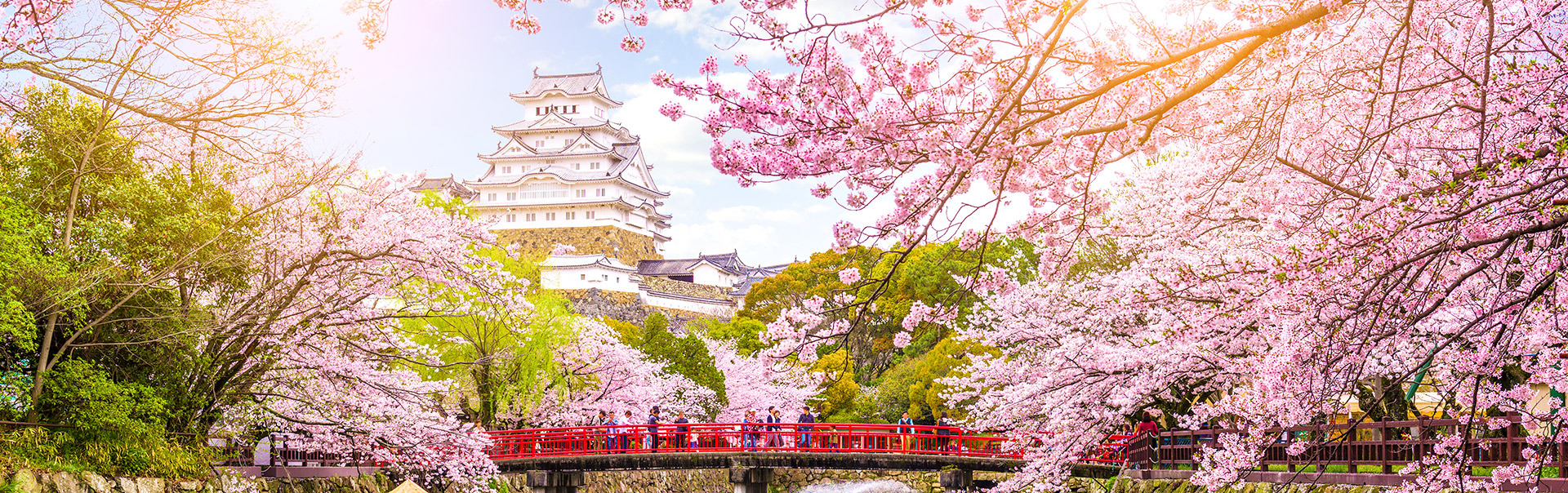 Cherry Blossom Tours