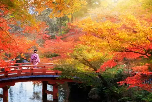 Japan's Autumn Leaves