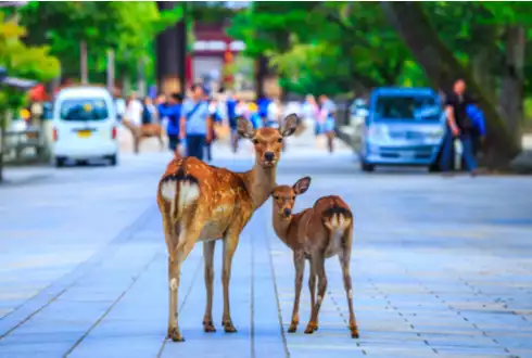 Nara