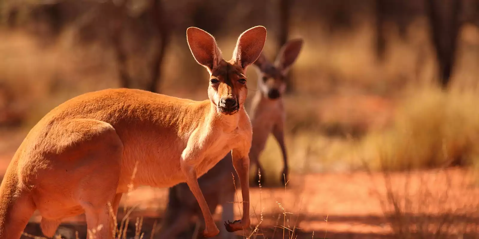 Alice Springs Holidays