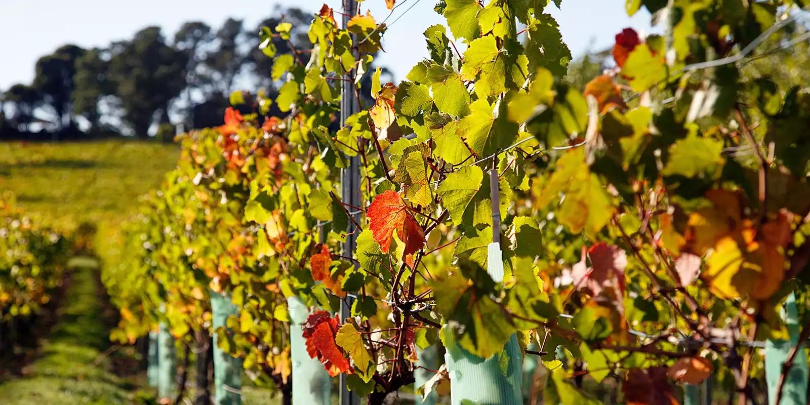 Tamar Valley Holidays