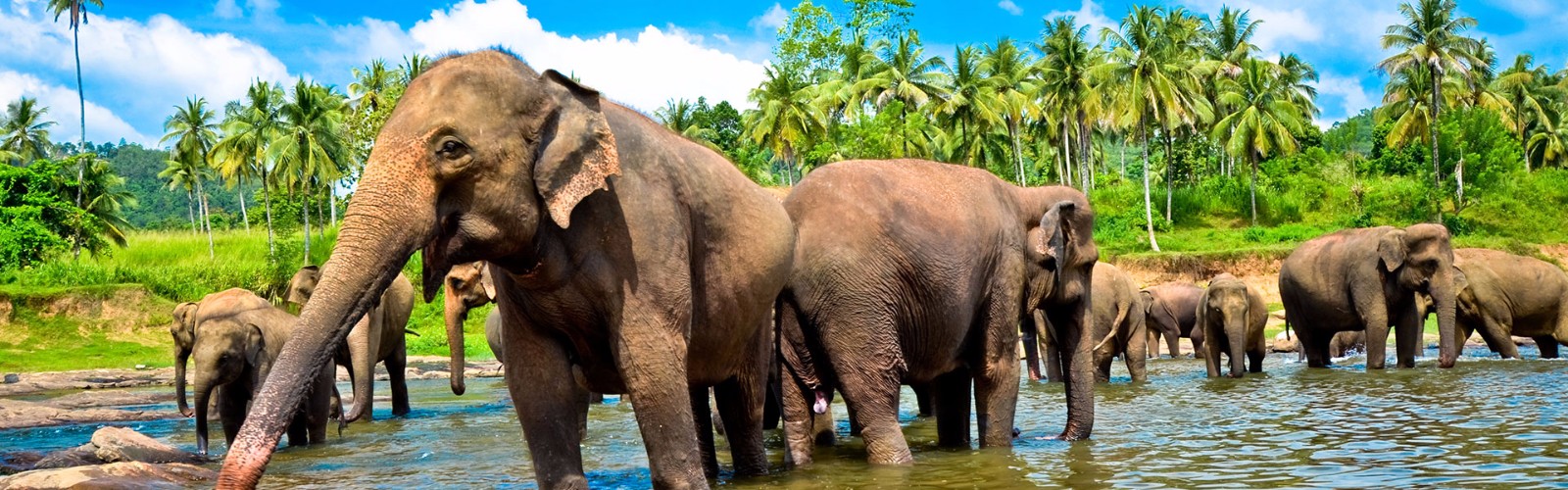 Colombo To Yala National Park By Road - Yala National Park ~ Srilanka Beautiful Places / It is 305 kilometers away from colombo.