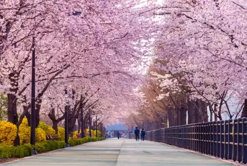 South Korea's Cherry Blossoms