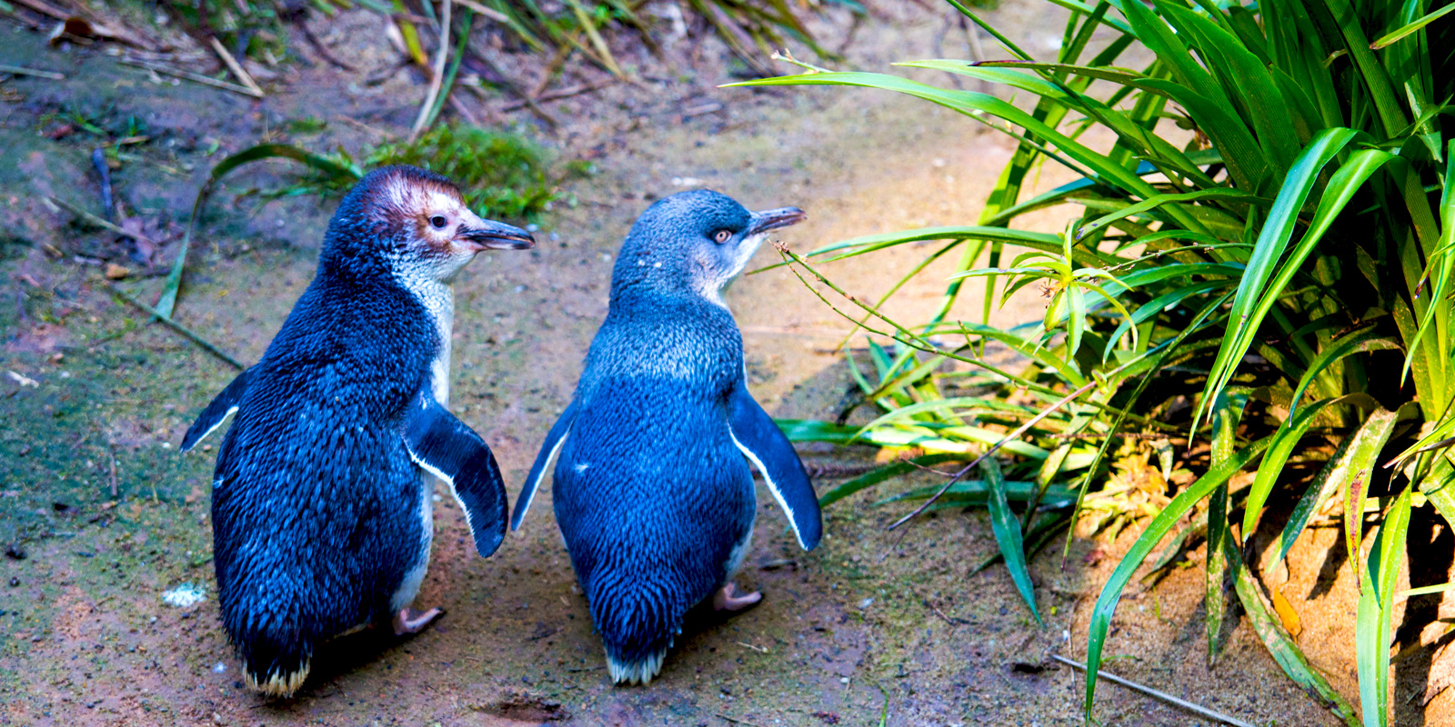 Little Blue Penguins, New Zealand | Wendy Wu Tours