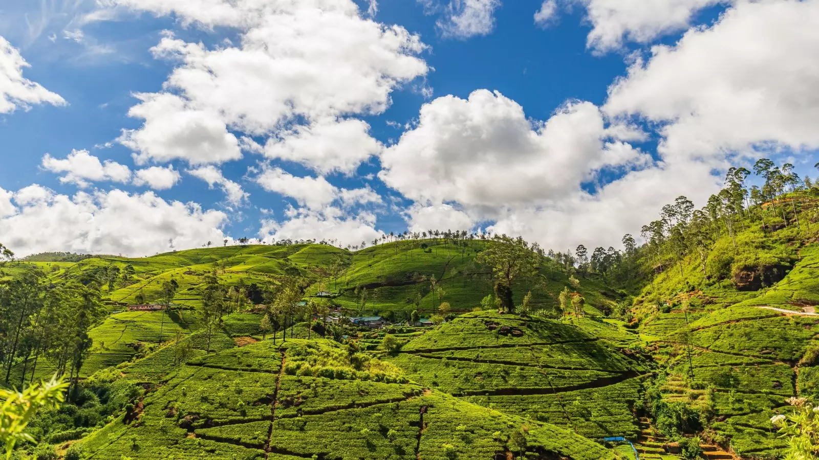 Day 7: Christmas Eve - Nuwara Eliya