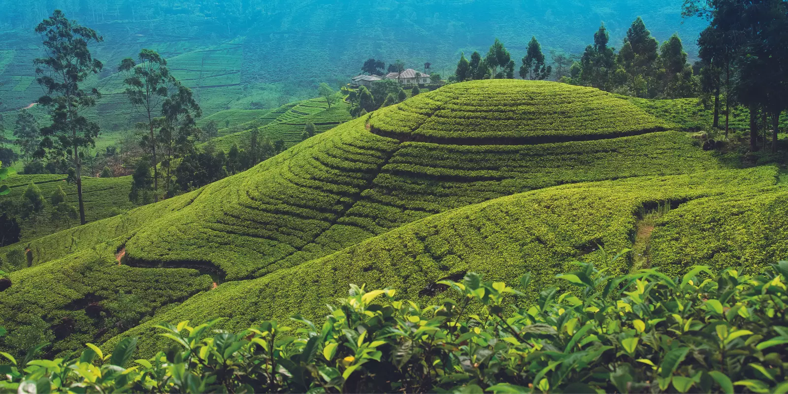 Christmas in Sri Lanka