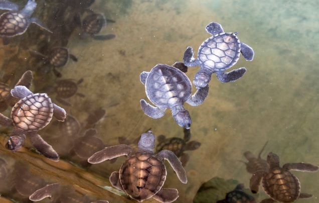 Day 13: Kosgoda Turtle Sanctuary