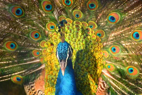 Day 3: Discover Wilpattu and Nachchaduwa