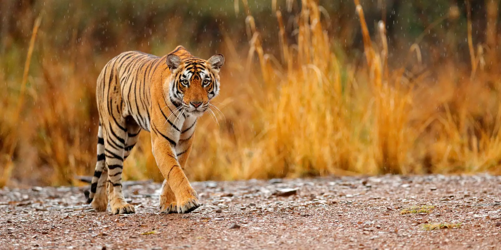 Wildlife of India