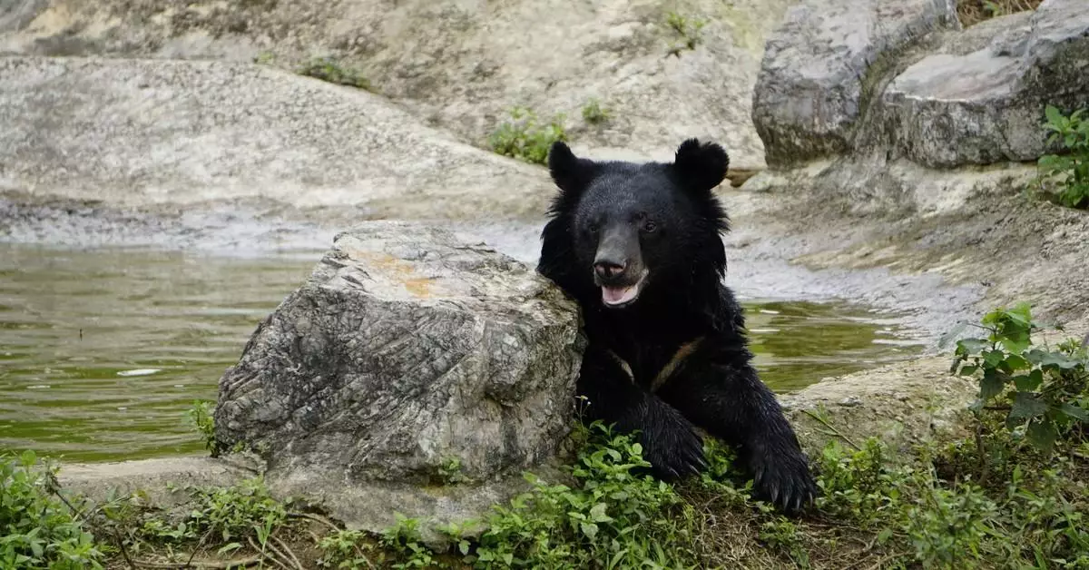 Day 5: Bear Sanctuary & Cuc Phuong National Park