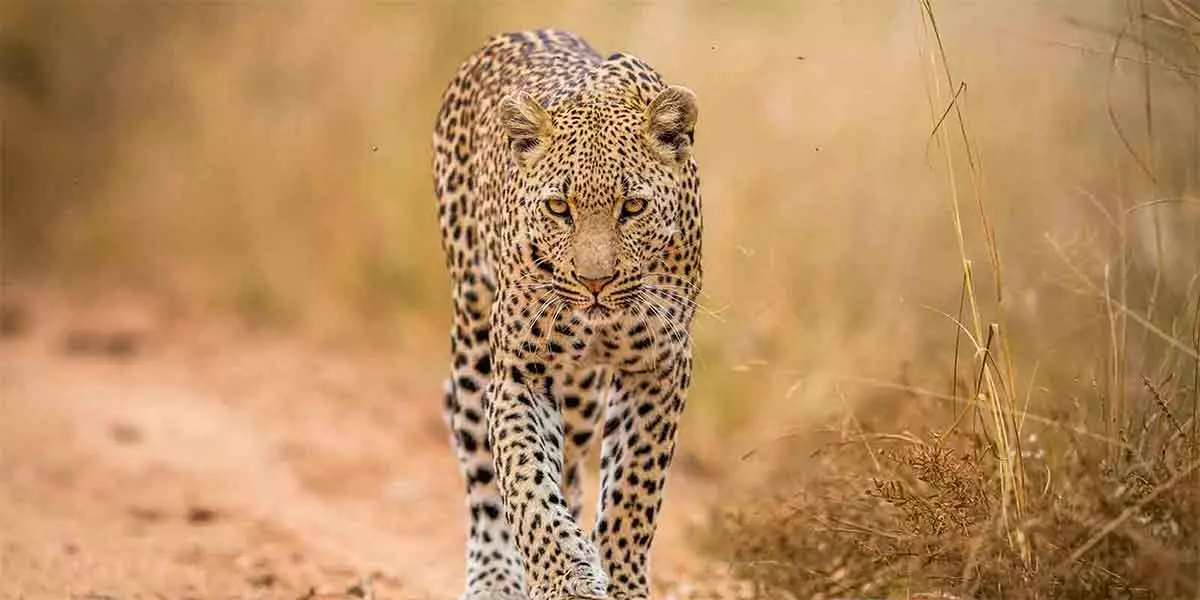 Kruger National Park