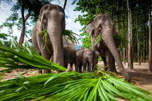 Day 10: Elephant Rescue & Christmas Dinner  (Christmas Day)