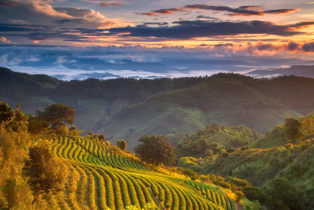 Day 7: Tribes & Tea Plantations in Mae Salong