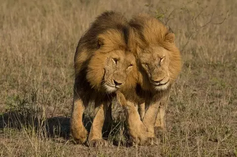 African Safaris