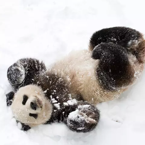 Chengdu's Giant Pandas