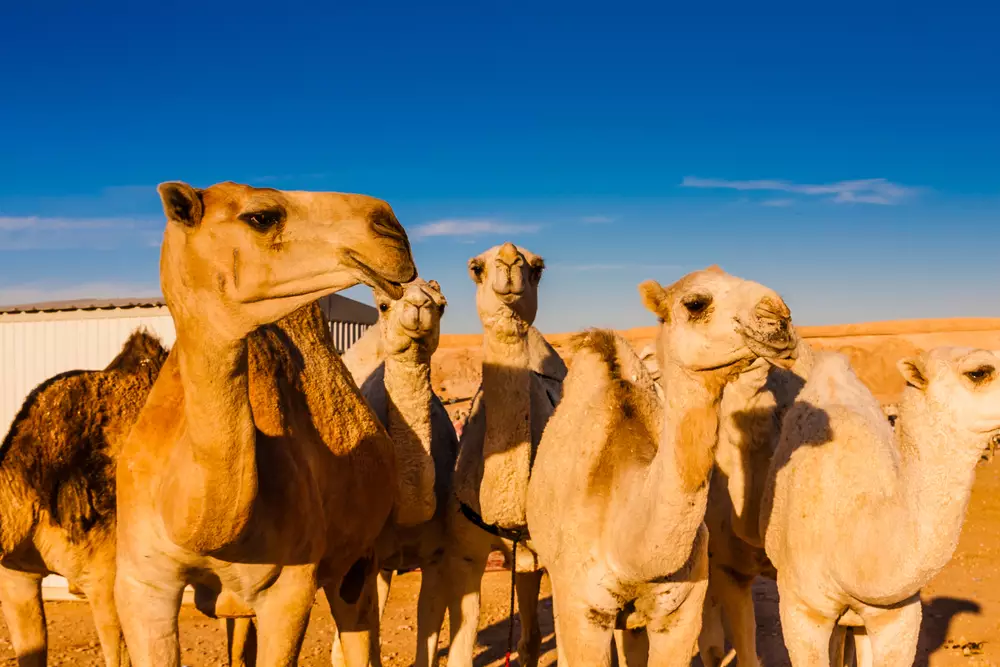 Day 5: Buraidah Camel Market & Ha'il