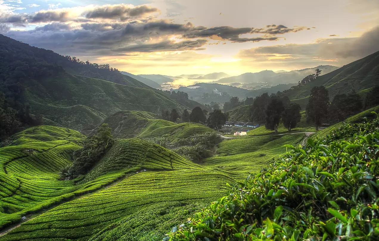 Day 6: Kuala Lumpur – Indigenous Village – Cameron Highlands