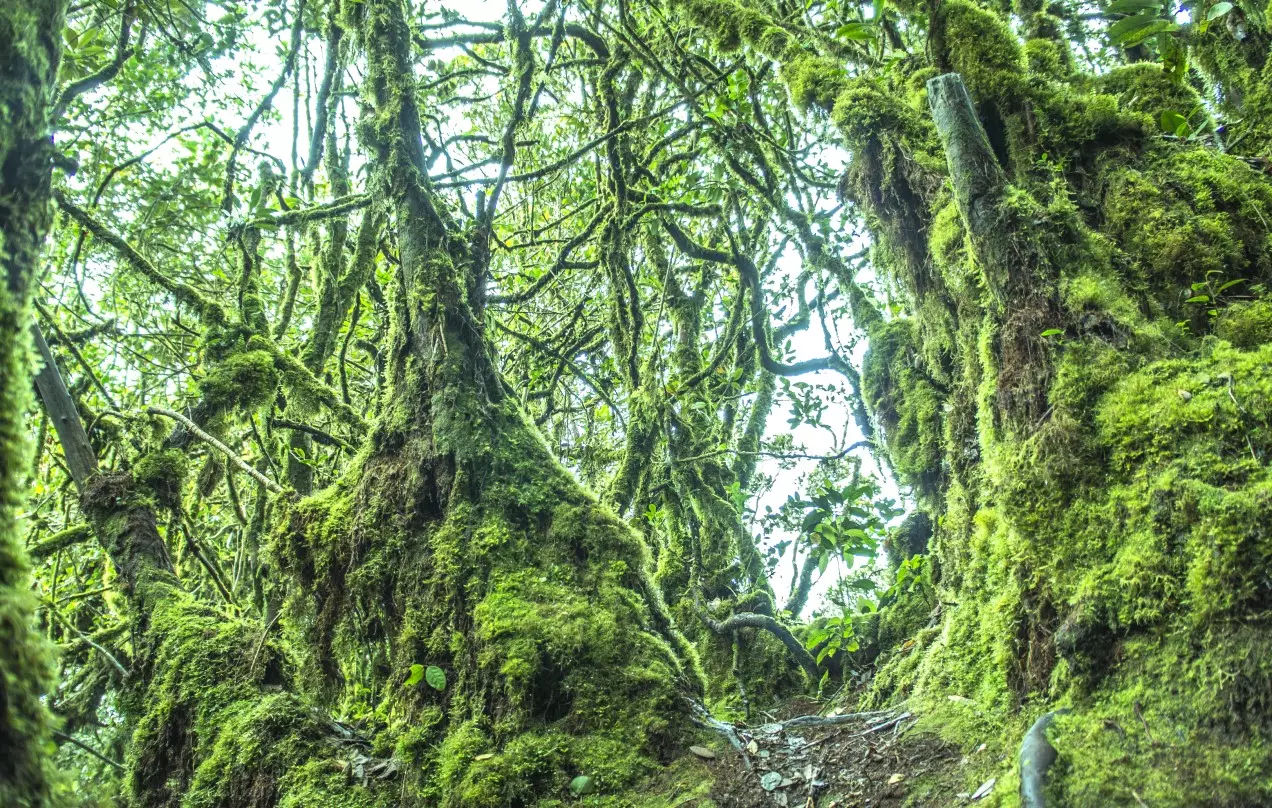 Day 7: Mossy Forest Walk and Train to Penang