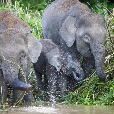 Phuket Elephant Sanctuary