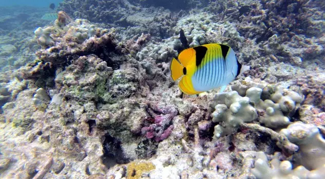 Day 2-4: Maldives resort