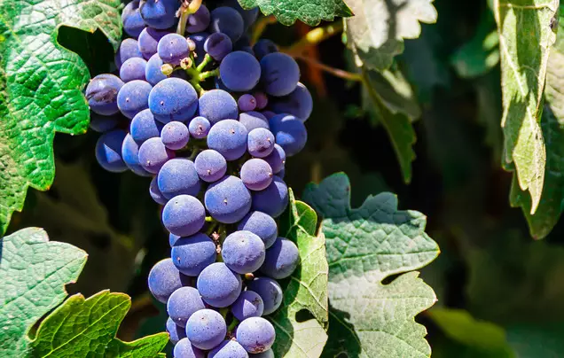 Day 2: Valley and Vineyards Tour