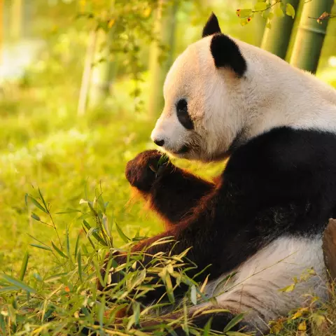 Chengdu's Giant Pandas