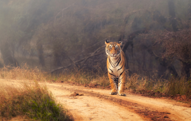 Day 5: Explore Ranthambore