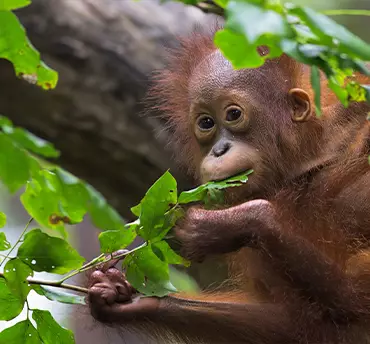 Borneo