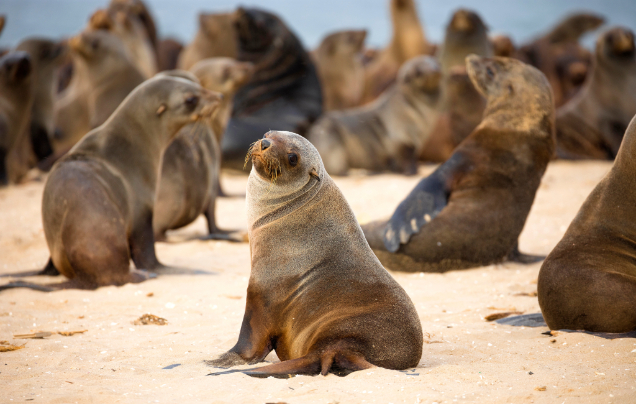 Day 6: Cruise Walvis Bay
