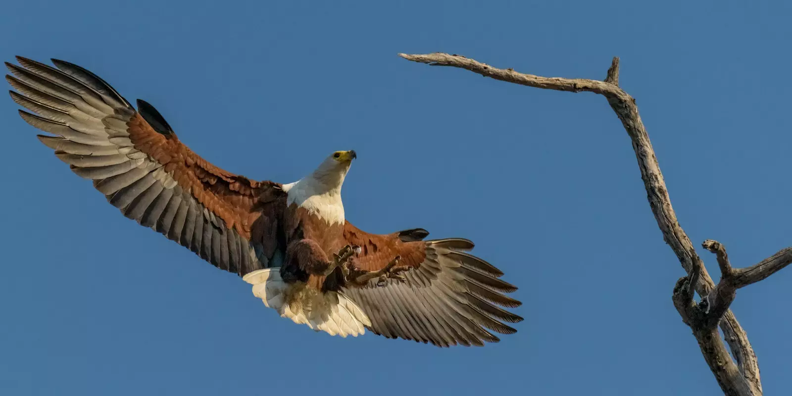Chobe National Park